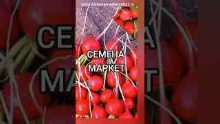 Каждый четверг скидка на семена редиса по промокоду. #редис#семенамаркет #семена #хештег #скидка