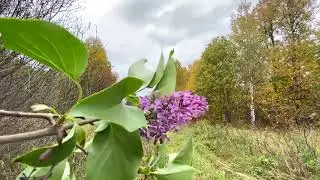 Умирающая деревня Ключи Вятского края. Расцвела сирень в сентябре