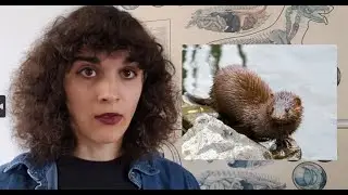 The Danish Mink Cull of 2020: COVID-19, Catastrophe, and Controversy