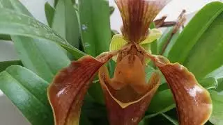 orquídea 😍