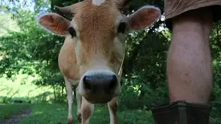 Cow Service on Patreon