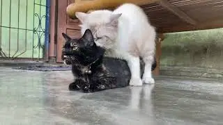 Ciri-Ciri kucing berhasil berkembang biak