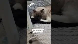 Космос мой😻 #шортс #смешныевидео #shorts #приколы #юмор #топ #кот #тренд #рекомендации #популярное