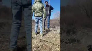 Planting 3 pcs plane trees /Засаждане на 3 бр. чинар/