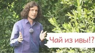 Чай из листьев ивы, миф или реальность?