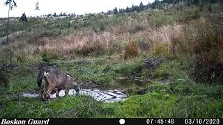 Vlci -fotopasca-Wolves-photo trap.