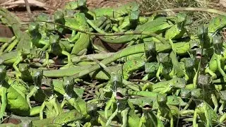 Cosas que no hacer con tu iguana !! Tutorial de la iguana verde bebe!!