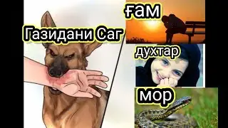 Таъбири хоби мор,ғам,зане ки фарзанд дорад,ханда,духтар ва газидани саг чи маъно дорад (таъбири хоб)