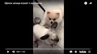 Кролик VS  Щенок Шпица