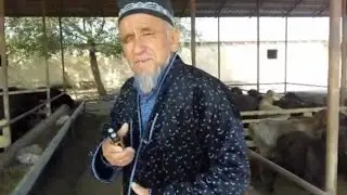 Куй бокиш сирлари.