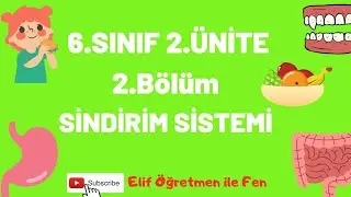 6.SINIF 2.ÜNİTE 2.BÖLÜM SİNDİRİM SİSTEMİ