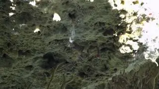 Chemosynthetic Organisms of the Mediterranean | Nautilus Live