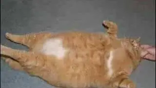 STOP EATING ! The Fat Cat Remix