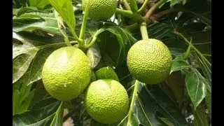 How To Peel And Core A Breadfruit For Cooking.