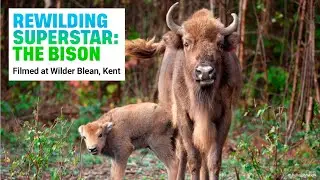 Bison reintroduction for rewilding | Filmed at Wilder Blean, Kent