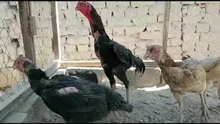 даканои фуруши дар нохияи фархор