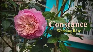 Wedding Rose - Constance (AUStruss) - David Austin Roses