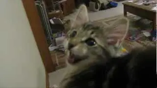 Strangest cat meow EVER!!!