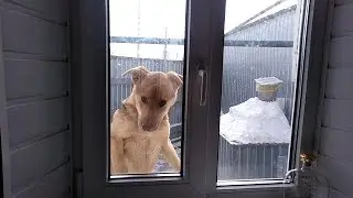 Дружба кота и собаки