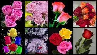 🔥 Dp Pictures For Whatsapp | Dp Photo 💕 | Cute Flower Wallpaper Dpz 😍