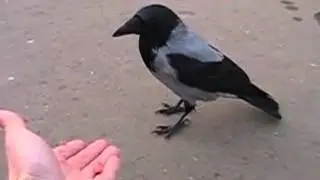 Прикол!Ворона хитрюга