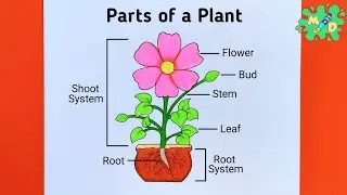 Parts of Plant Drawing || How to Draw Parts of a Plant Easy Step by Step