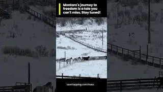 Horse Healing Journey - Lessons and Challenges