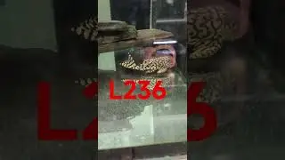 L236