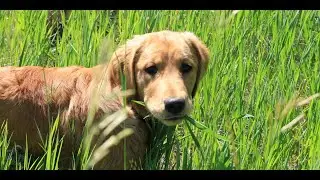 Why Dogs eat Grass ?  Is it a Physical Need?  Medical Condition?  What to do?