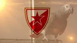 I PAPAGAJ ZNA - CRVENA ZVEZDA!