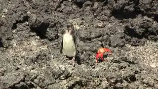 Galapagos Penguin. Галапагосский пингвин (2536sp)