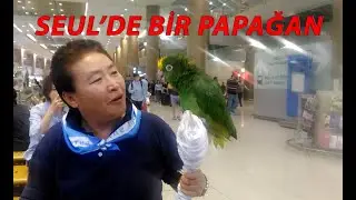 SEUL'DE PAPAĞAN (Uçakta Hayvan Taşımak)