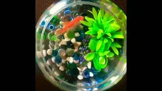 new fantastic fact blow your mind😏#facts #factsinhindi #factvideos #aquarium #edit #shorts