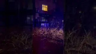 В Ужгороді на дорогу впало дерево