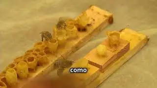 El Ciclo de Vida de una Abeja Obrera y su Rol en la Colmena
