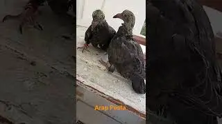 #pigeon #şebab #posta #miro #kabootarbazi #asia #pets #taklacı #oyunkuşu #arap #mardin #hünkari