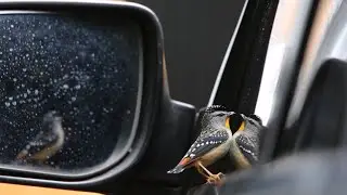 Spotted Pardalote attacking reflection