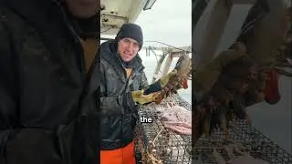 Lobster Laws You Should Know Today