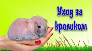 How to care for a decorative rabbit