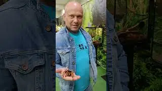 пауки