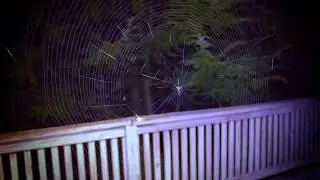Spider building a web time lapse