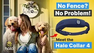 Halo Collar Review: How The Halo Collar 4 Changed A Dog's Life!