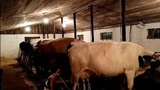 Поездка в город/ЧП на хозяйстве/гараж/коровы