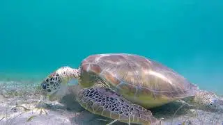 GREEN SEA TURTLE EATING GRASS IN MAHO BAY IN ST JOHN US VIRGIN ISLAND