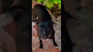 This dog got to the bark box before anyone else