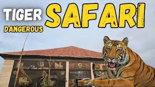 Scary Experience Tiger Safari  | Dangerous Track Risk