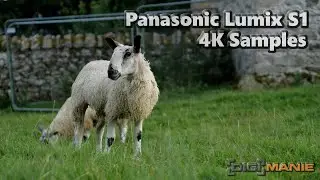 Panasonic Lumix S1 with 24-105mm F4: 4K Video Samples (incl. V-Log, low-light)