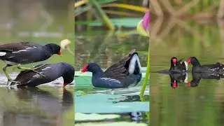 amazing bird on the earth unbilievable bird behavior #Shorts  193