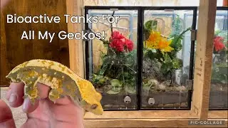NEW BIOACTIVE CRESTED GECKO TANKS!?!?