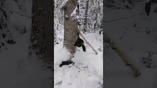 Охота на соболя капканами